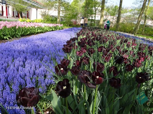 Парк цветов " Keukenhof" 1 часть. (фото 40)