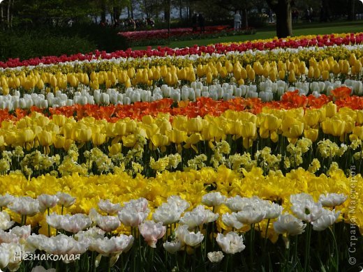 Парк цветов " Keukenhof" 1 часть. (фото 42)