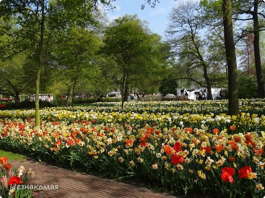 Парк цветов " Keukenhof" 1 часть. (фото 44)