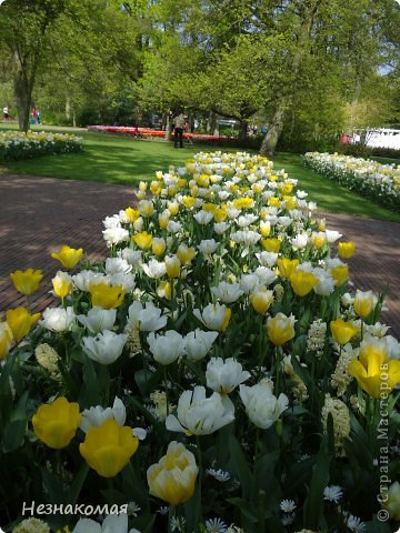 Парк цветов " Keukenhof" 1 часть. (фото 45)