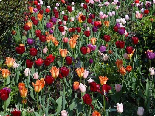 Парк цветов " Keukenhof" 2 часть. (фото 2)