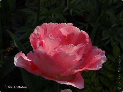 Продолжаю прогулку по парку цветов в Голландии " Keukenhof" . Мы обошли за 4 часа чуть больше половины парка, поэтому фотографий очень много. И я просто не могу вместить все в одну запись, понимая, что даже уменьшая фото, объем записи не у всех откроется. Первую часть можно здесь посмотреть https://podjem-tal.ru/node/762057?c=new . (фото 1)