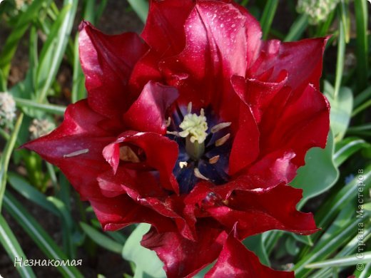 Парк цветов " Keukenhof" 2 часть. (фото 6)