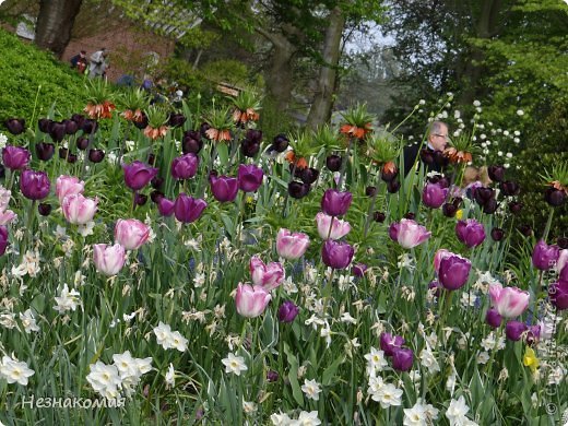 Парк цветов " Keukenhof" 2 часть. (фото 8)