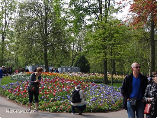 Парк цветов " Keukenhof" 2 часть. (фото 9)