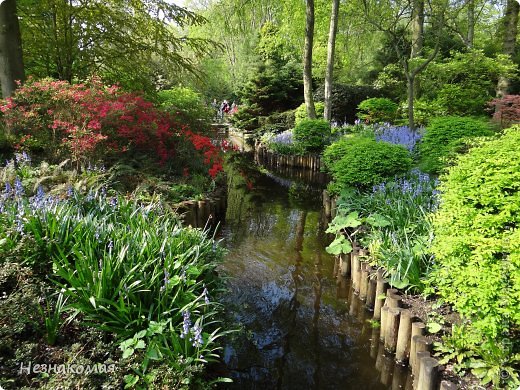 Парк цветов " Keukenhof" 2 часть. (фото 13)