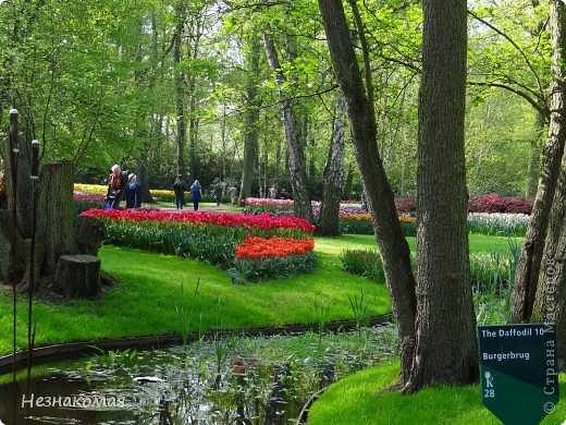 Парк цветов " Keukenhof" 2 часть. (фото 17)