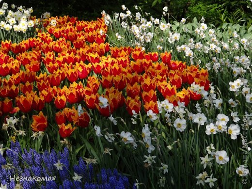 Парк цветов " Keukenhof" 2 часть. (фото 18)