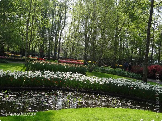 Парк цветов " Keukenhof" 2 часть. (фото 20)