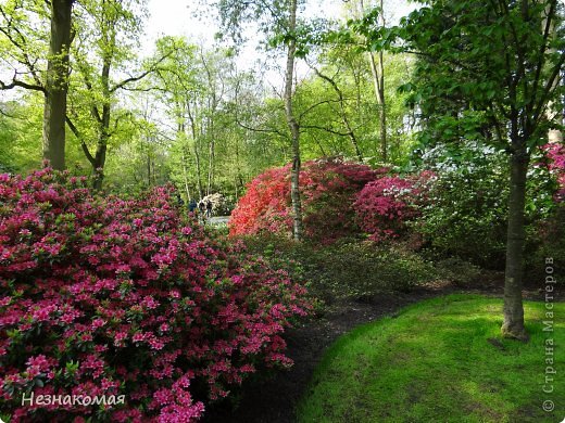 Парк цветов " Keukenhof" 2 часть. (фото 21)