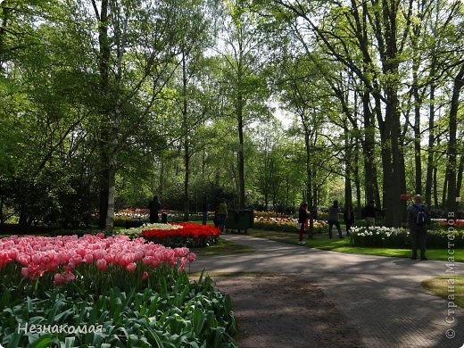 Парк цветов " Keukenhof" 2 часть. (фото 22)