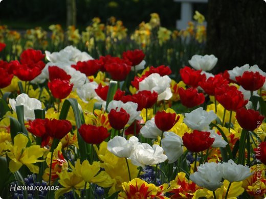 Парк цветов " Keukenhof" 2 часть. (фото 23)