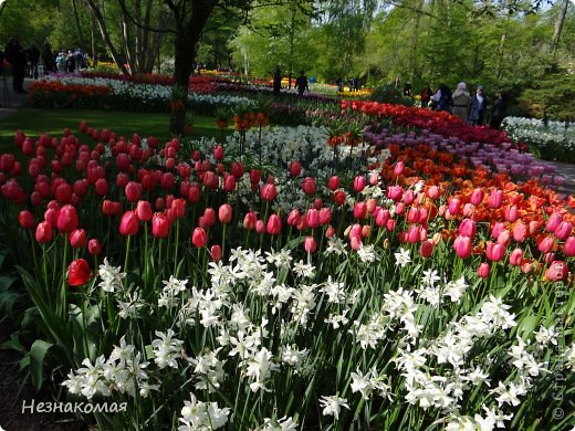 Парк цветов " Keukenhof" 2 часть. (фото 27)