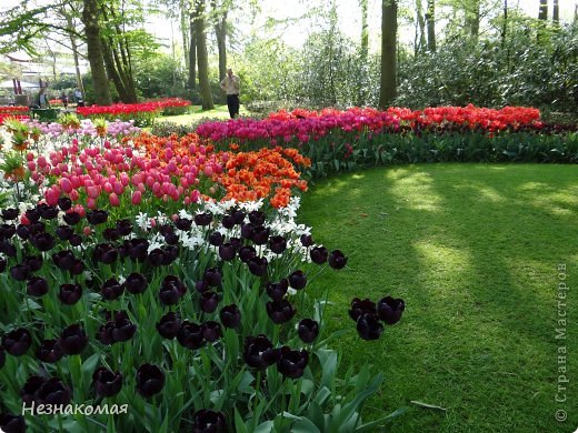 Парк цветов " Keukenhof" 2 часть. (фото 28)