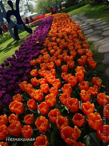 Парк цветов " Keukenhof" 2 часть. (фото 30)