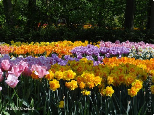 Парк цветов " Keukenhof" 2 часть. (фото 33)