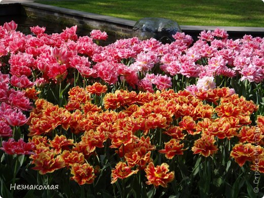 Парк цветов " Keukenhof" 2 часть. (фото 32)