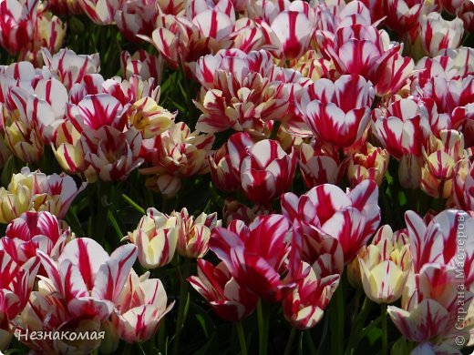 Парк цветов " Keukenhof" 2 часть. (фото 38)