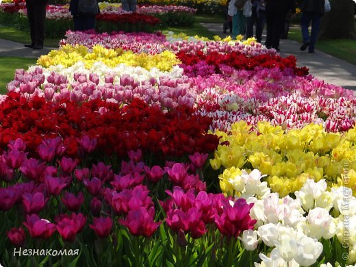 Парк цветов " Keukenhof" 2 часть. (фото 39)