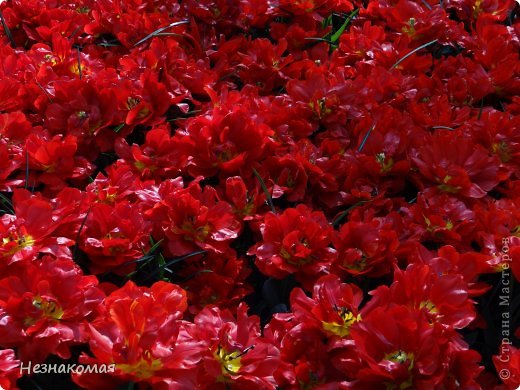 Парк цветов " Keukenhof" 2 часть. (фото 40)