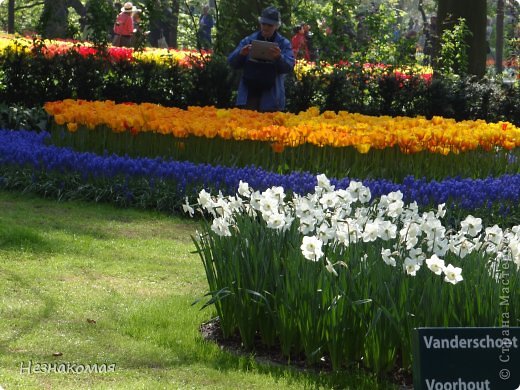 Парк цветов " Keukenhof" 2 часть. (фото 41)