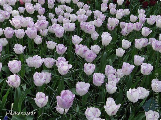 Показываю заключительную часть прогулки по парку " Keukenhof" . Долго мучилась перебирала фотографии, получилось три части, надеюсь выбрала самые-самые и Вам понравится.
1часть https://podjem-tal.ru/node/762057 
2 часть https://podjem-tal.ru/node/762071 
Цветок Голландии - тюльпан. А Вы знаете, что тюльпан не голландский цветок? Дело в том что раньше тюльпаны росли в Турции и турецкий властитель запретил продажу или любой другой вывоз этого цветка с территории. В общем цветок вывезли нелегально и раньше в Голландии за луковицу тюльпана можно было купить целый дом. Сейчас голландцы  выращивают столько тюльпанов, что если их положить один ко одному, то можно  провести 7линий вокруг планеты.  (фото 1)