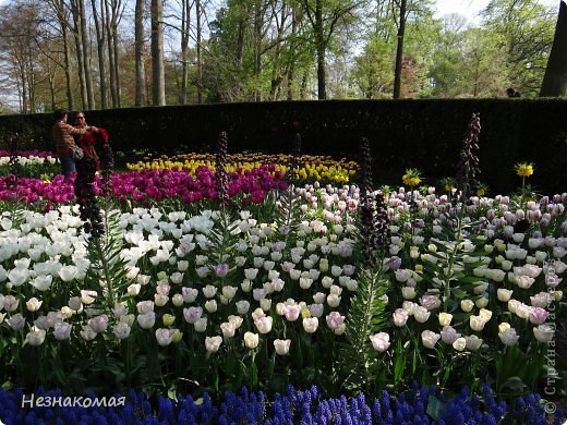 Парк цветов " Keukenhof" 3 часть. (фото 8)