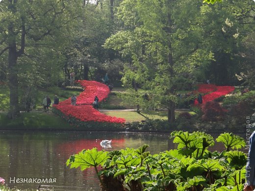 Парк цветов " Keukenhof" 3 часть. (фото 9)