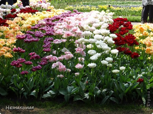 Парк цветов " Keukenhof" 3 часть. (фото 10)