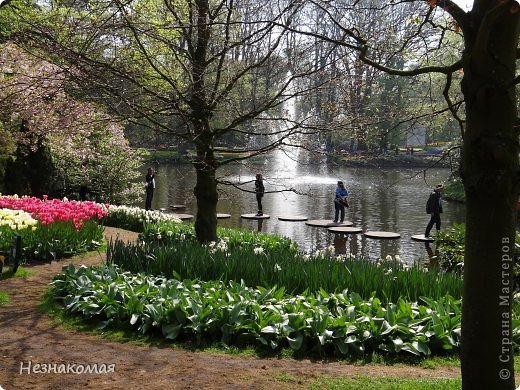 Парк цветов " Keukenhof" 3 часть. (фото 13)