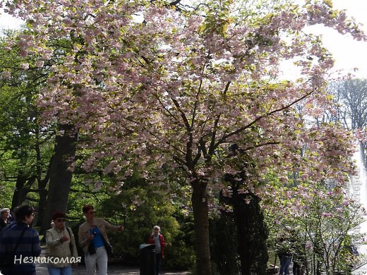 Парк цветов " Keukenhof" 3 часть. (фото 14)