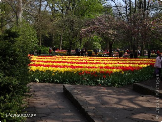 Парк цветов " Keukenhof" 3 часть. (фото 15)