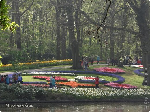 Парк цветов " Keukenhof" 3 часть. (фото 16)