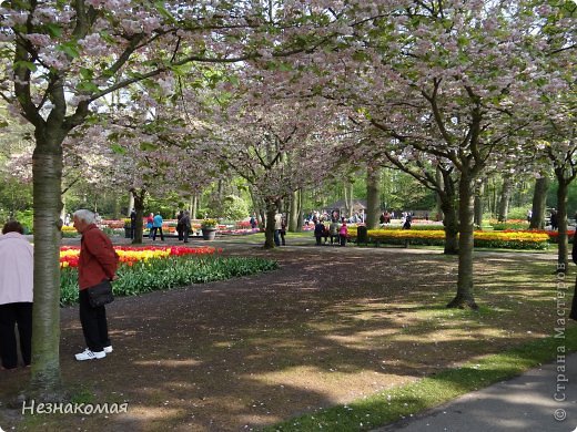 Парк цветов " Keukenhof" 3 часть. (фото 17)