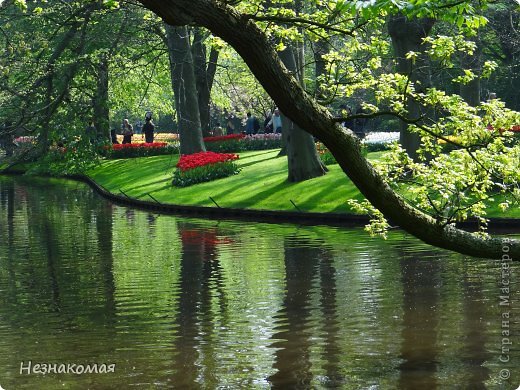 Парк цветов " Keukenhof" 3 часть. (фото 18)