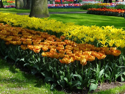 Парк цветов " Keukenhof" 3 часть. (фото 19)