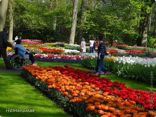 Парк цветов " Keukenhof" 3 часть. (фото 21)