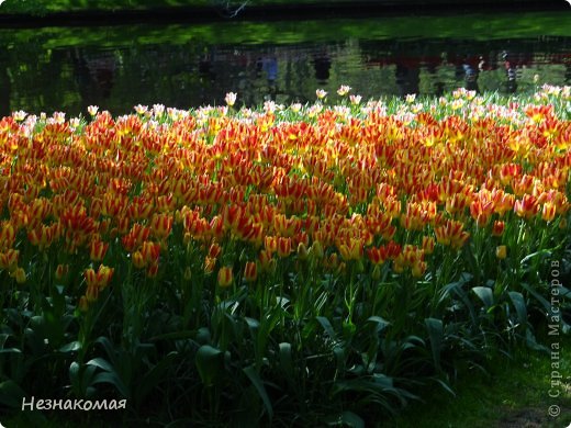 Парк цветов " Keukenhof" 3 часть. (фото 24)