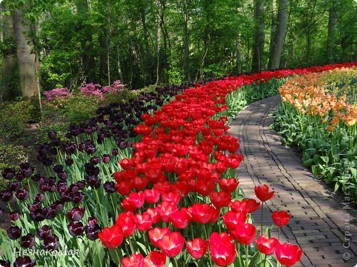 Парк цветов " Keukenhof" 3 часть. (фото 25)