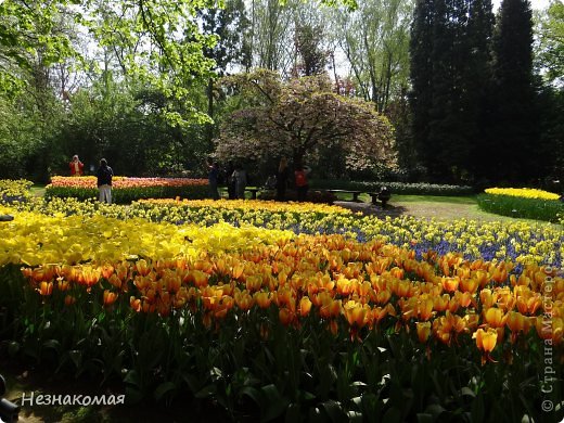 Парк цветов " Keukenhof" 3 часть. (фото 28)