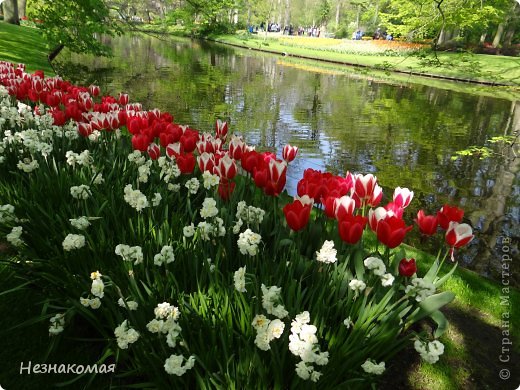 Парк цветов " Keukenhof" 3 часть. (фото 29)