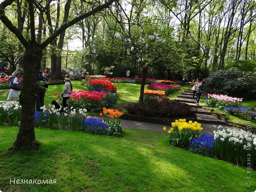 Парк цветов " Keukenhof" 3 часть. (фото 31)