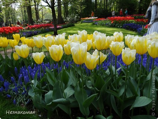 Парк цветов " Keukenhof" 3 часть. (фото 32)