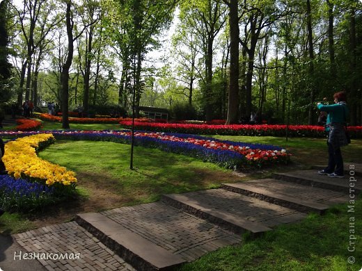 Парк цветов " Keukenhof" 3 часть. (фото 33)