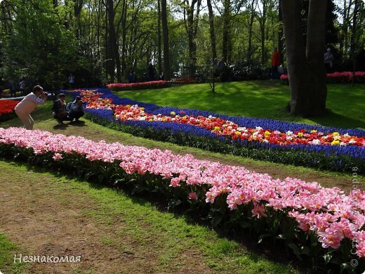 Парк цветов " Keukenhof" 3 часть. (фото 35)