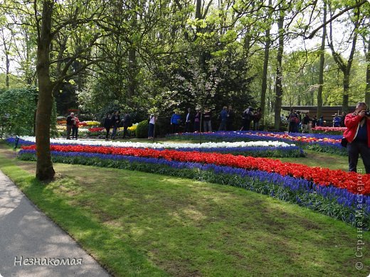 Парк цветов " Keukenhof" 3 часть. (фото 36)