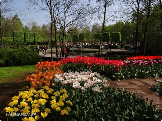 Парк цветов " Keukenhof" 3 часть. (фото 38)