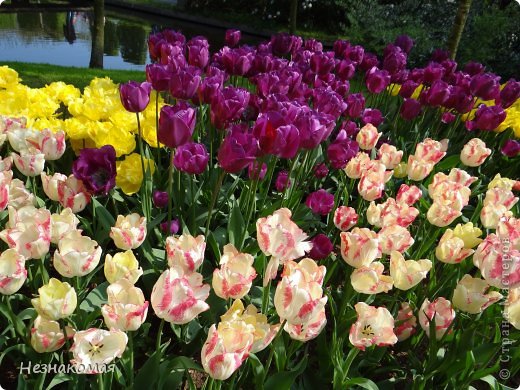 Парк цветов " Keukenhof" 3 часть. (фото 40)