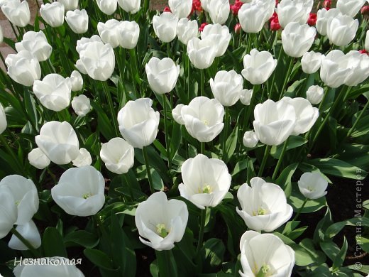 Парк цветов " Keukenhof" 3 часть. (фото 41)