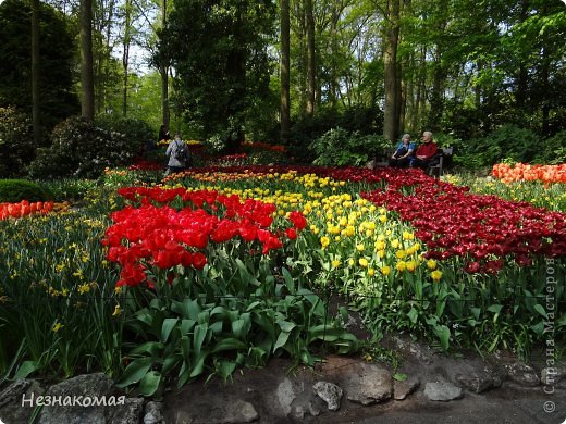 Парк цветов " Keukenhof" 3 часть. (фото 44)